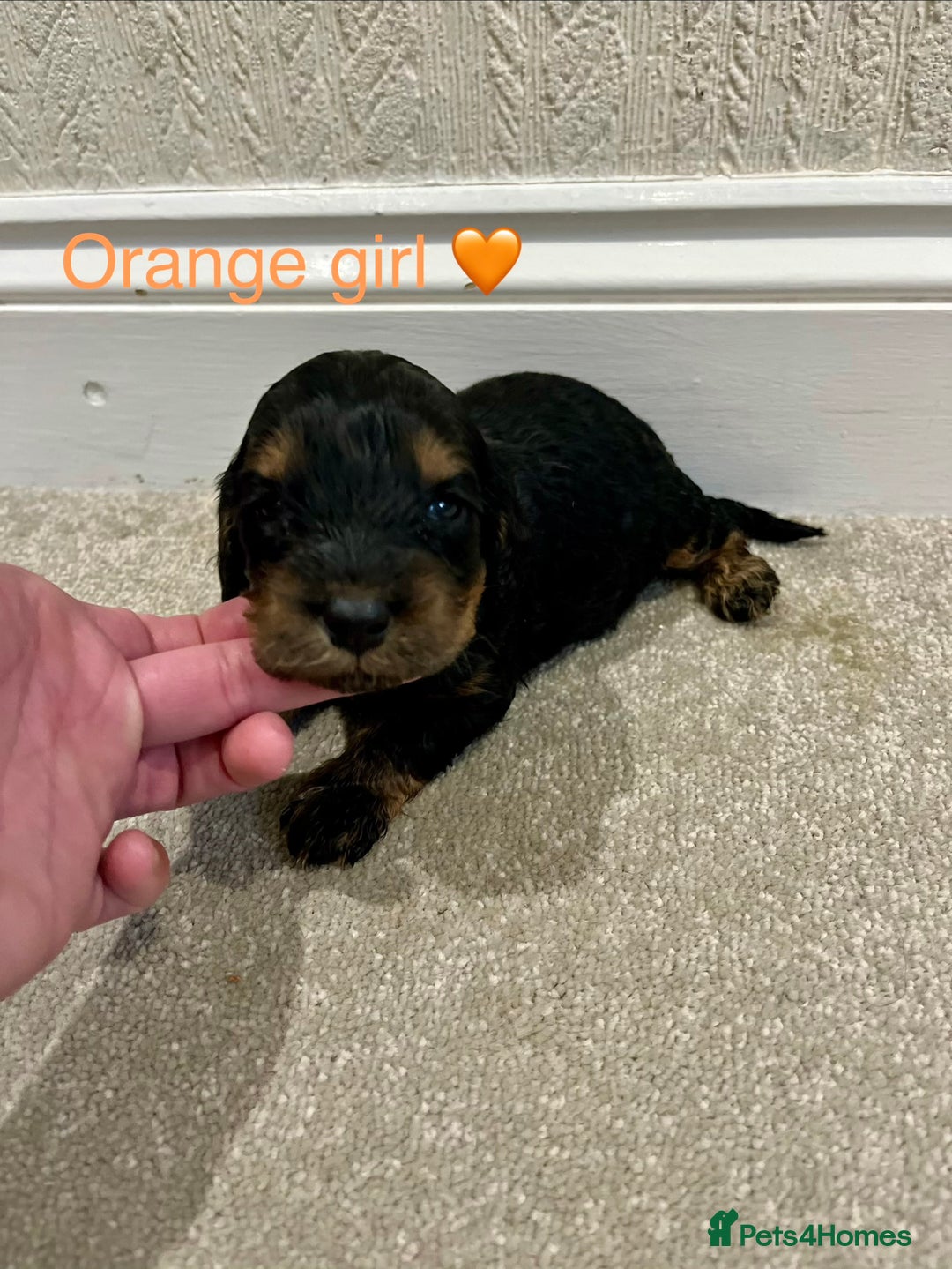 Cockapoo dogs for sale: ADORABLE COCKAPOO PUPPIES BOTH PARENTS ARE HERE  - Image 10