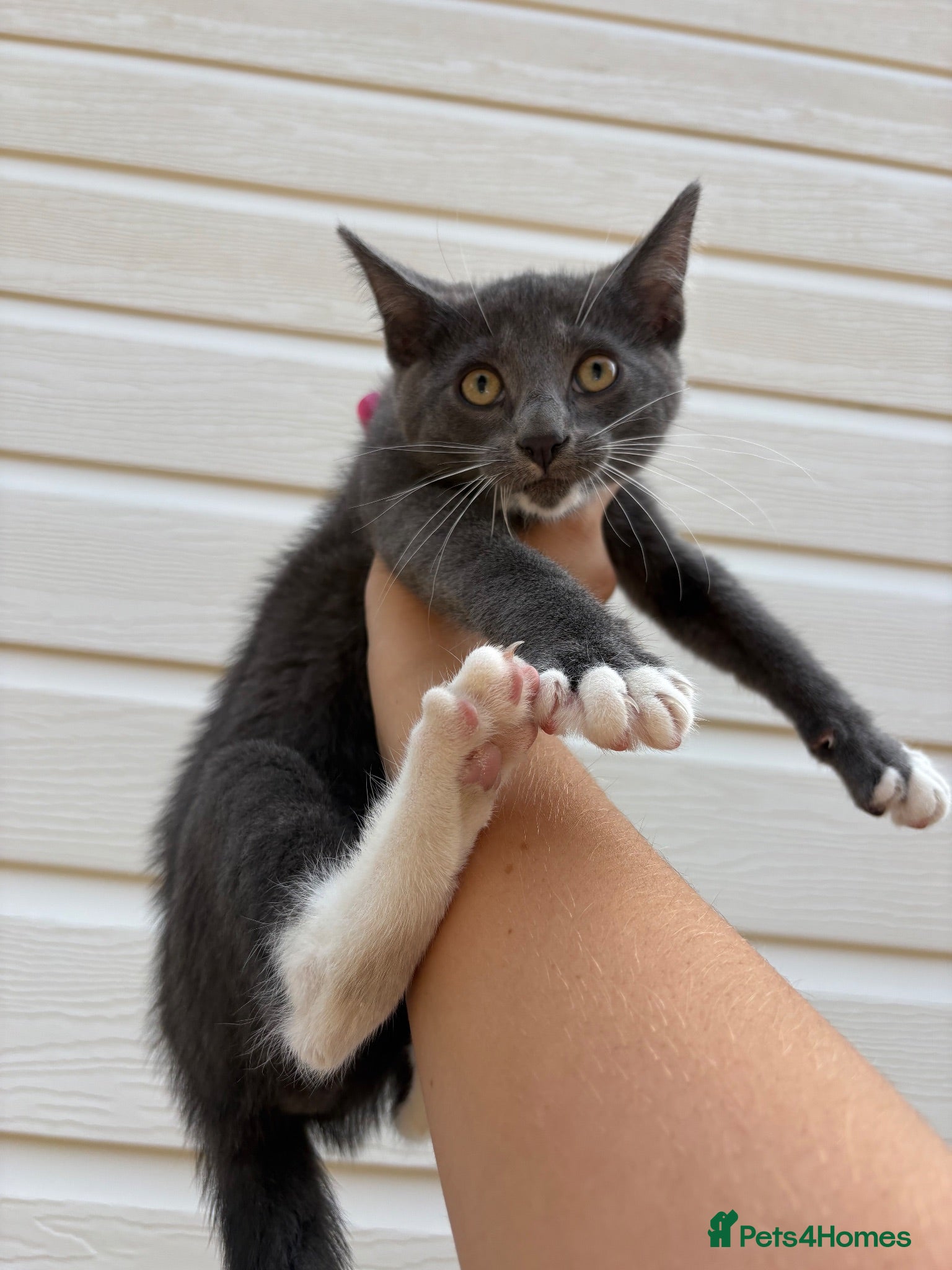 Mixed Breed cats Beautiful male kitten  - Advert 1