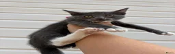Mixed Breed cats for sale: Beautiful male kitten  - Advert 1
