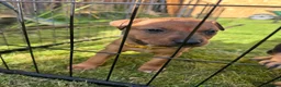 Mixed Breed dogs for sale: 1 PUP LEFT — Staffy X Rottweiler Mix Puppies - Advert 2