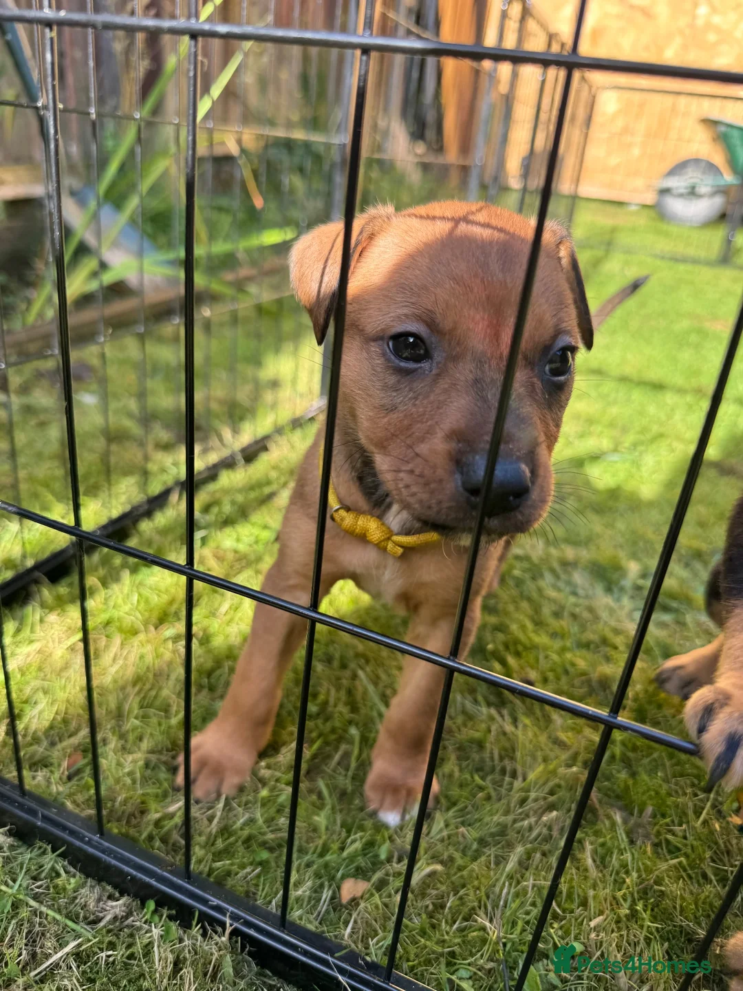 Mixed Breed dogs for sale: 1 PUP LEFT — Staffy X Rottweiler Mix Puppies - Advert 2