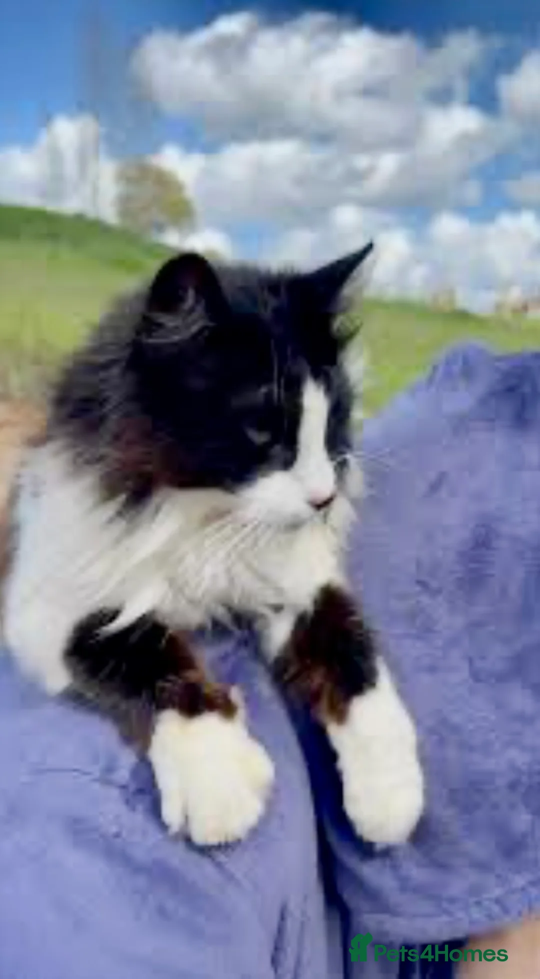 Turkish Angora cats for sale: Turkish angora male  - Advert 19