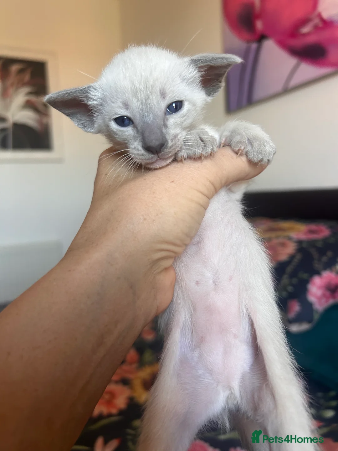 Siamese cats for sale: Beautiful kittens  - Advert 6