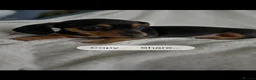 Dachshund dogs for sale: Home Reared Miniature Dachsund Puppies - Advert 16