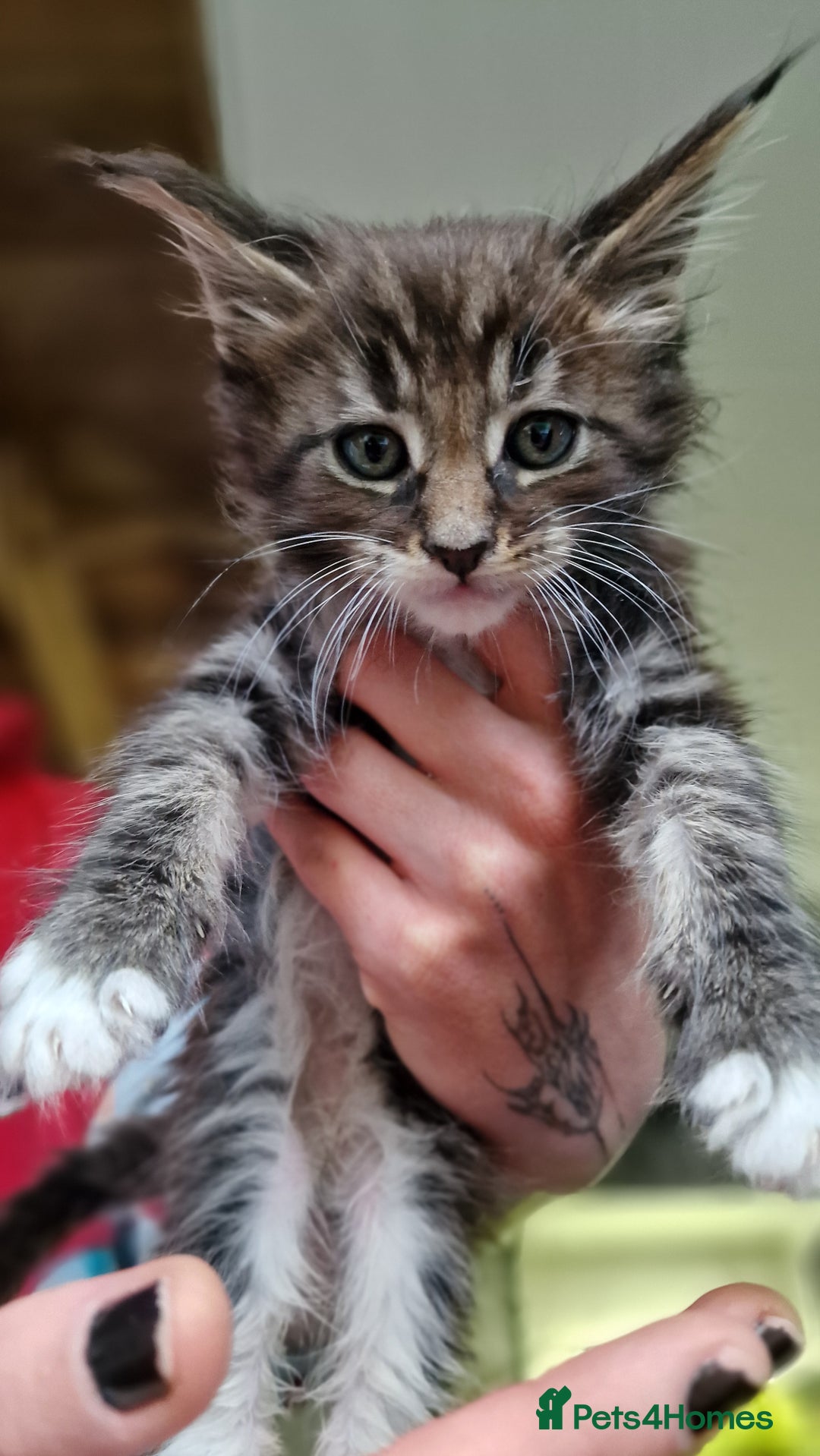 Maine Coon cats for sale: Beautiful Mainecoon kittens  - Advert 8