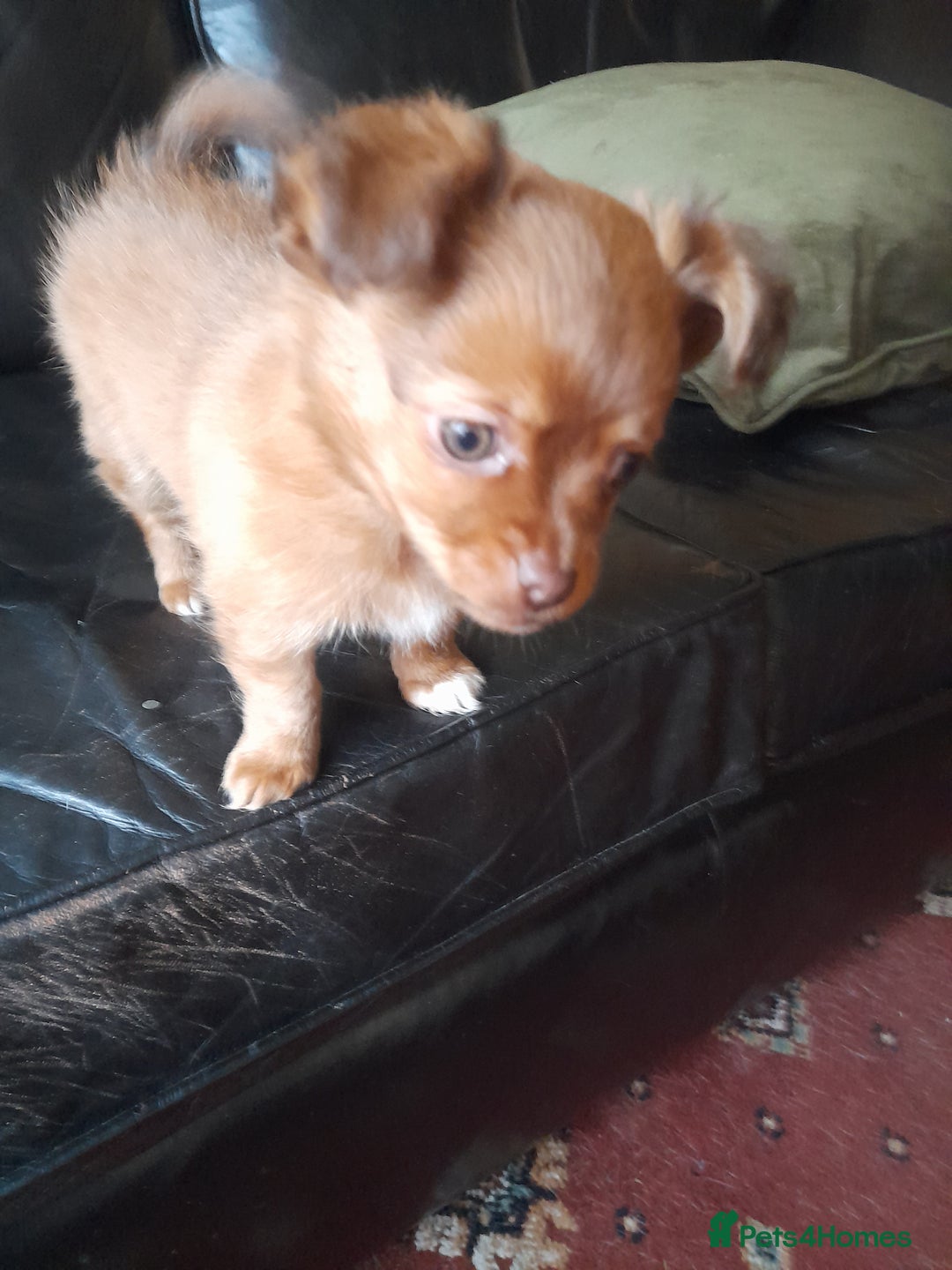 Mixed Breed dogs for sale: Jackawha - Advert 2