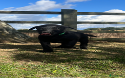 Labrador Retriever dogs for sale: Black KC Labrador puppies available (FTCL) - Image 5