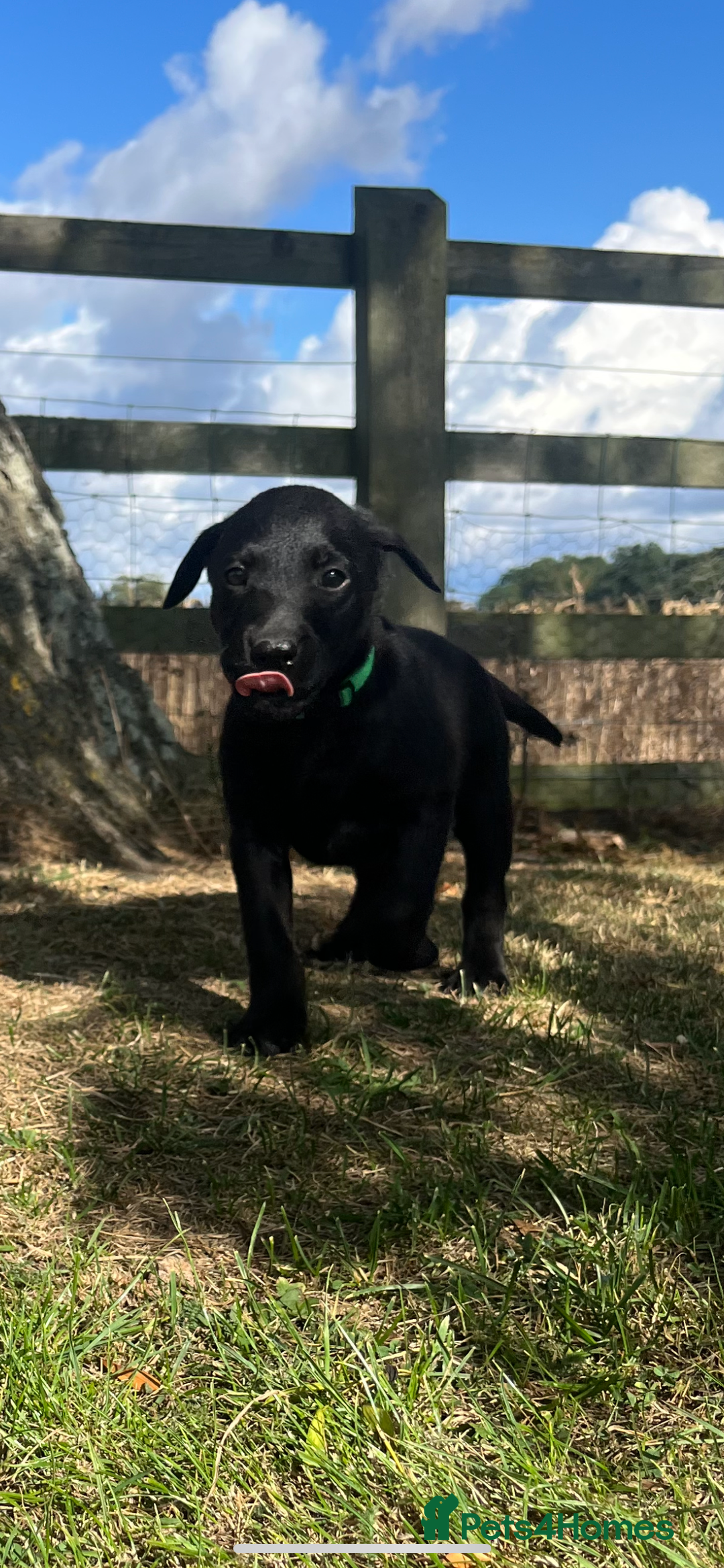 Labrador Retriever dogs for sale: Black KC Labrador puppies available (FTCL) - Image 5