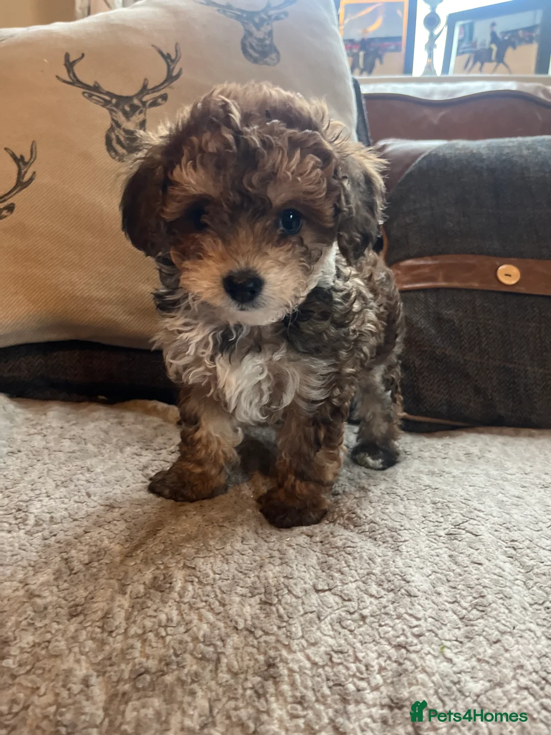 Shihpoo dogs for sale: Imperial Shitzu x toy poodle (3/4 Toy Poodles )    - Advert 3