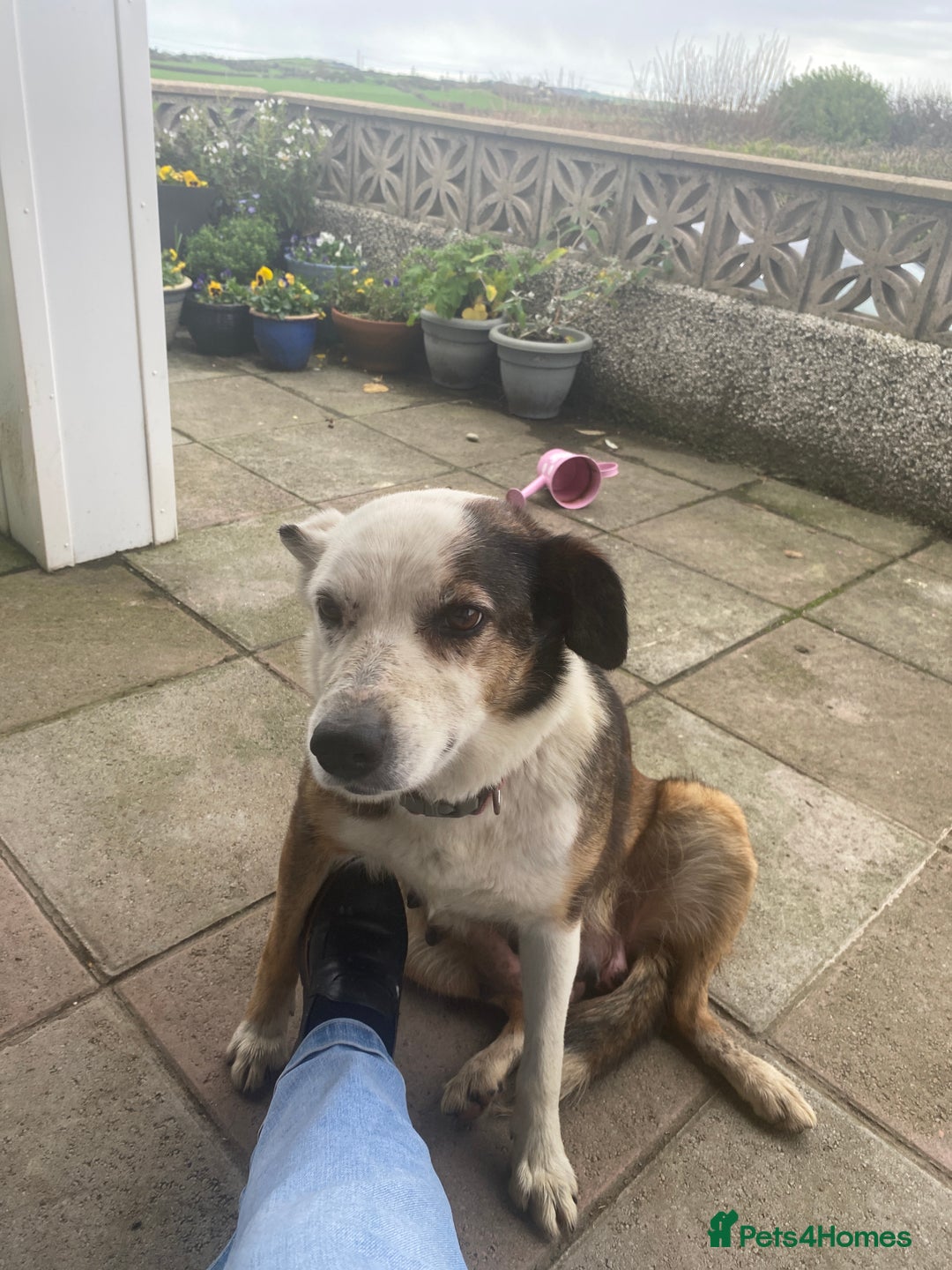 Mixed Breed dogs for sale: One little male Labrador x collie - Advert 5