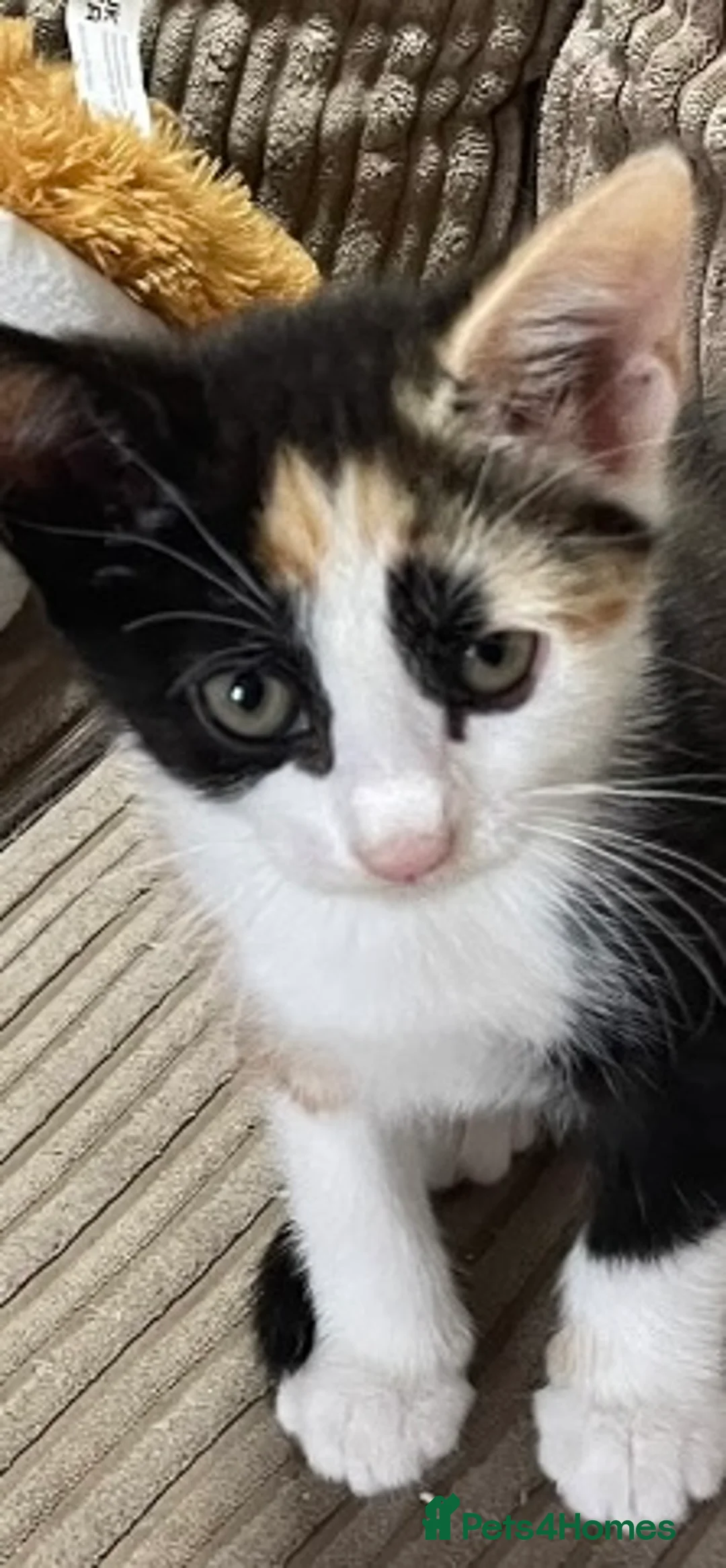 Mixed Breed cats for sale: Ginger White and black kittens for sale in Watford - Advert 2