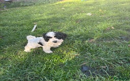 Cockapoo dogs for sale: Cockapoo puppies - Image 9