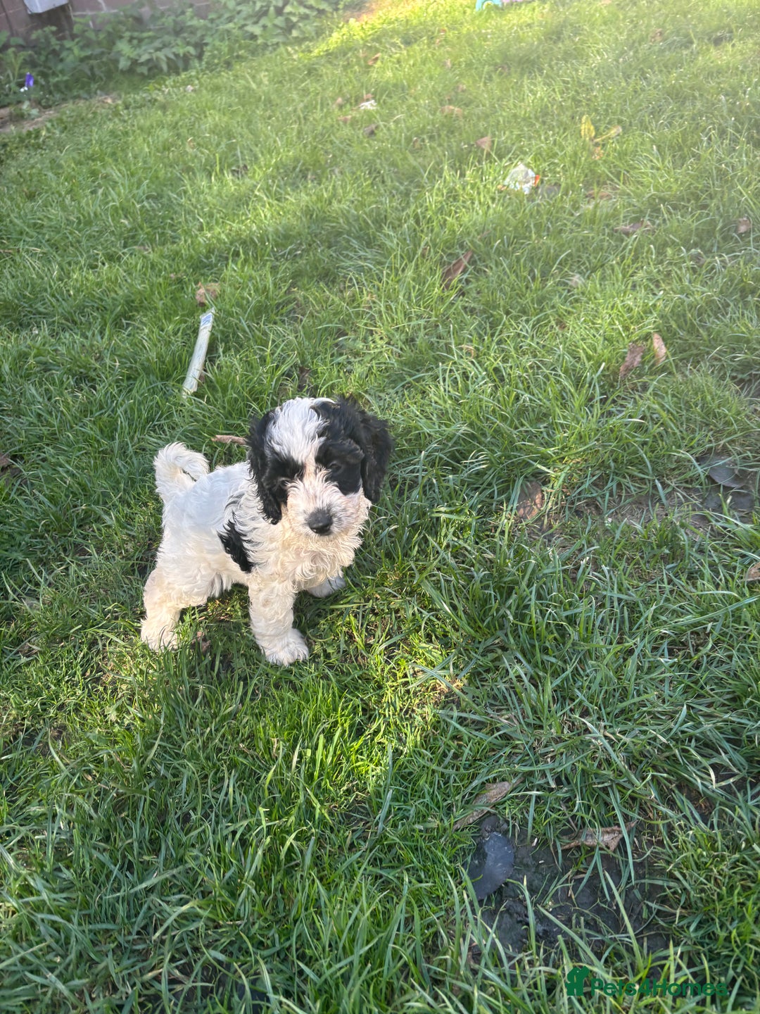 Cockapoo dogs for sale: Cockapoo puppies - Image 9