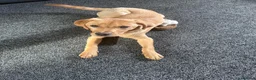 Labrador Retriever dogs for sale: Teddie in Coventry - Advert 2