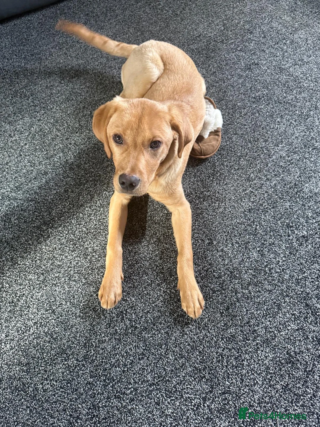 Labrador Retriever dogs for sale: Teddie in Coventry - Advert 2