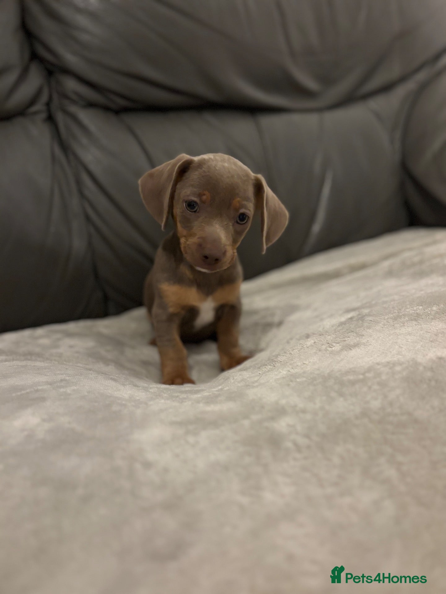 Chiweenie dogs Last Beautiful silver boy ready to go !! - Advert 2