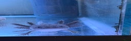 Axolotl reptiles for sale: Golden or speckled Axolotl - Advert 2