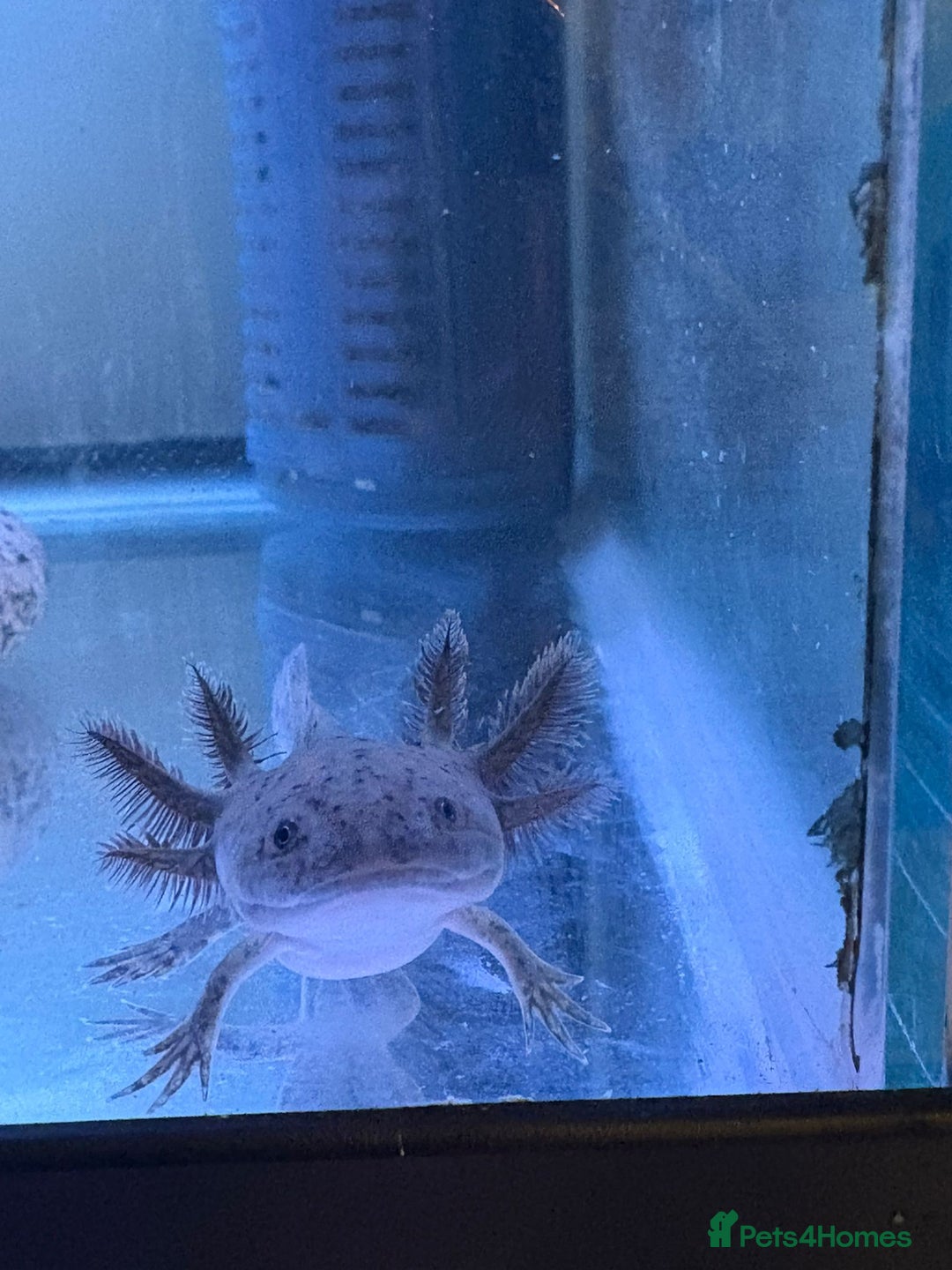 Axolotl reptiles for sale: Golden or speckled Axolotl - Advert 2