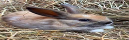 French Lop rabbits for sale: French lop babies ready to go  - Advert 6