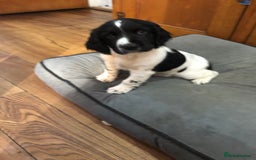 English Springer Spaniel dogs for sale: Two Black and white boys looking for new home - Image 2