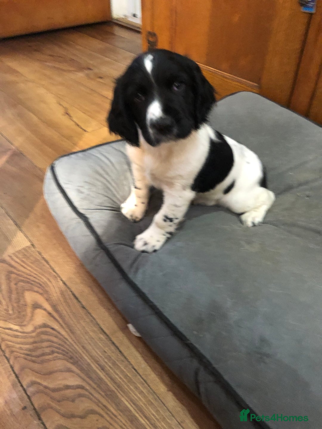 English Springer Spaniel dogs for sale: Two Black and white boys looking for new home - Image 2