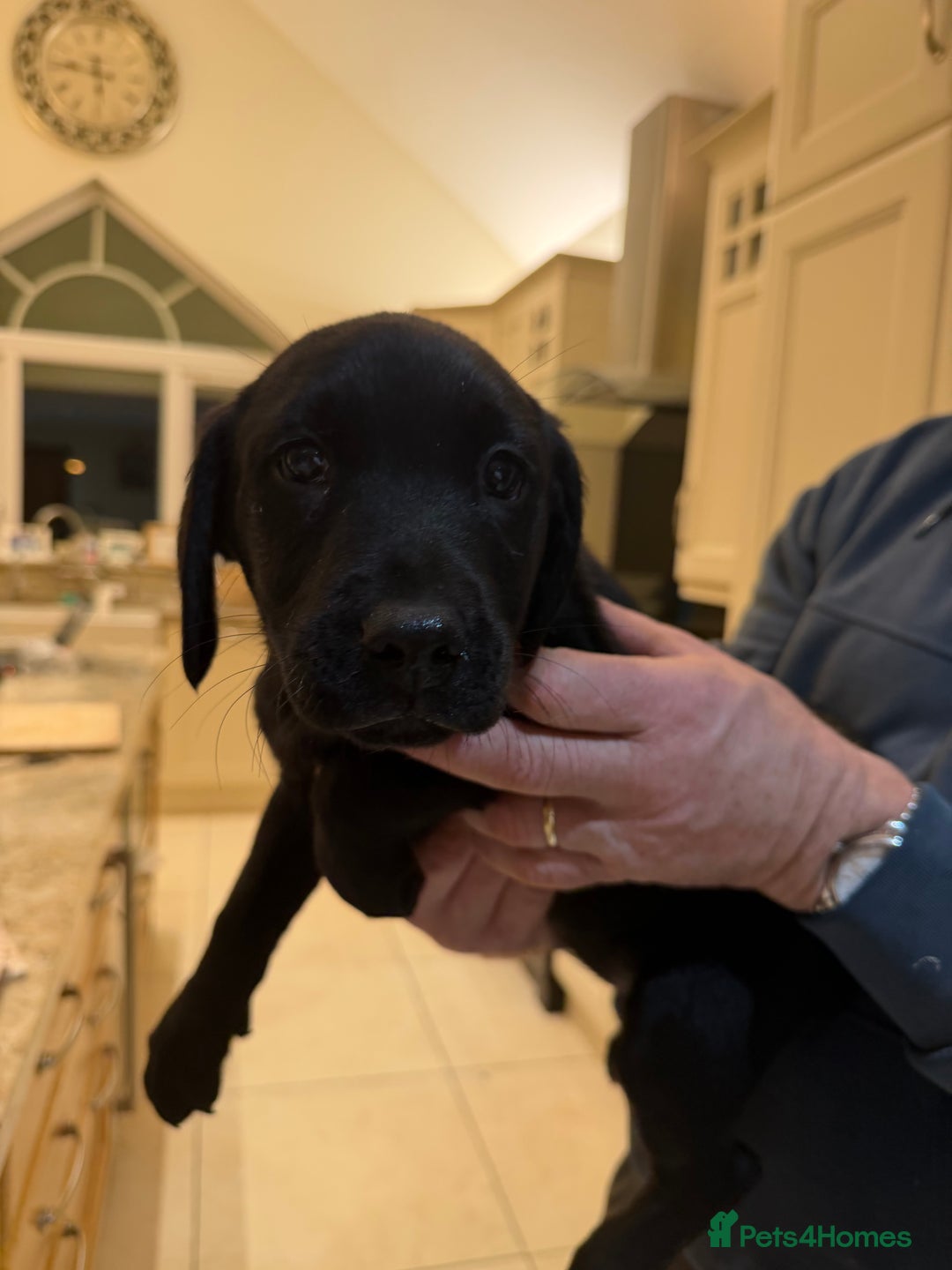 Labrador Retriever dogs for sale: Labrador Pups  - Advert 1
