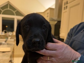 Labrador Retriever dogs Labrador Pups - Advert 1