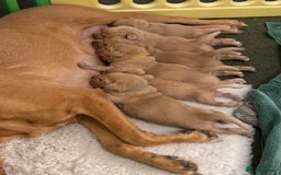 Labrador Retriever dogs for sale: Beautiful KC Fox Red Labrador puppies  - Advert 3