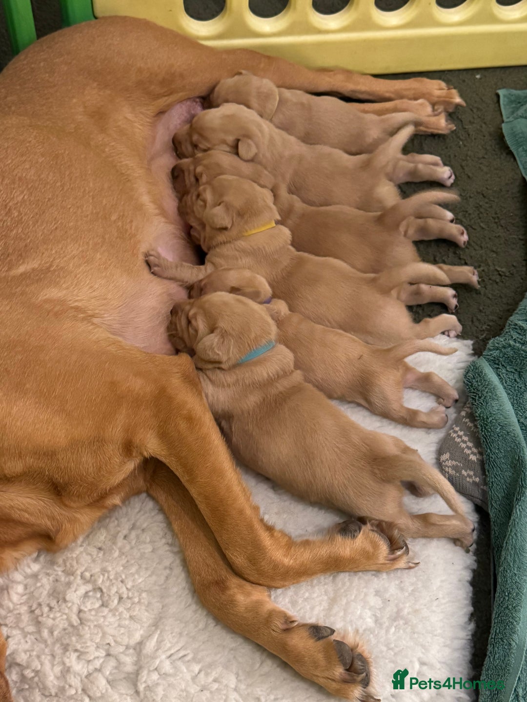 Labrador Retriever dogs for sale: Beautiful KC Fox Red Labrador puppies  - Advert 3