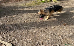 German Shepherd dogs for sale: German Shepard bitch - Image 5