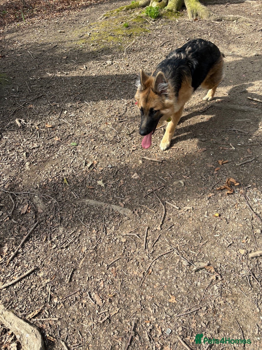 German Shepherd dogs for sale: German Shepard bitch - Image 5