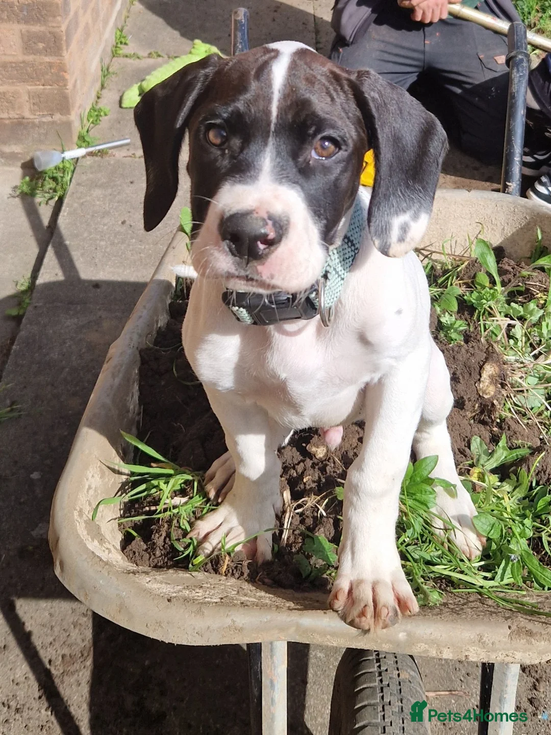 Mixed Breed dogs for sale: 6 month old male puppy - Advert 2