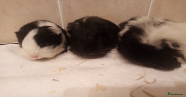 Guinea Pig rodents Sheltie, coronet, Merino Guinea pigs  - Advert 16