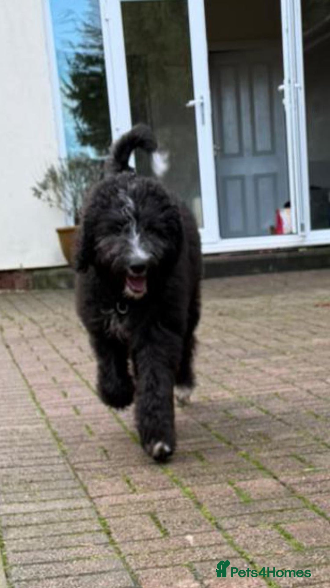 Bernedoodle dogs for sale: Adorable, 19week old bernedoodle boy - Advert 9