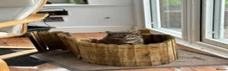 Mixed Breed cats for sale: 4 adult cats for sale/adoption - 2 boys, 2 girls  in Glossop - Advert 3