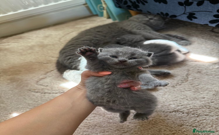 British Shorthair cats - Advert 9