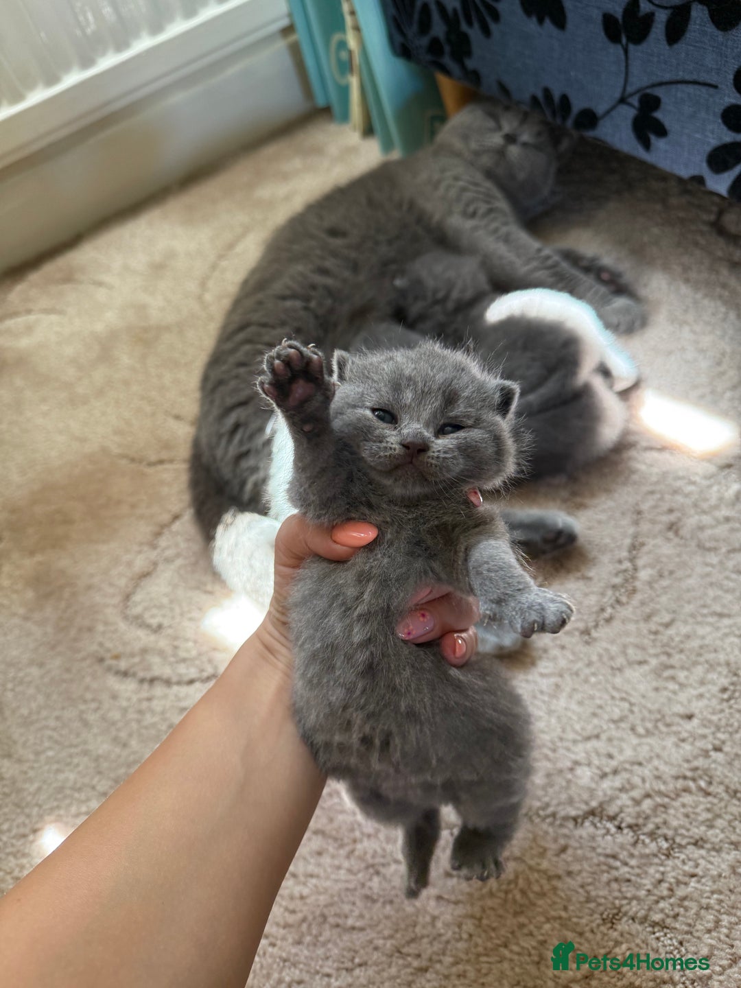 British Shorthair cats for sale: British Shorthair kittens for sale  - Image 1
