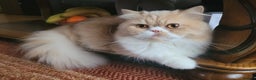Persian cats for stud: Pedigree Persian Boy Max up for Stud duty. in Northolt - Advert 4