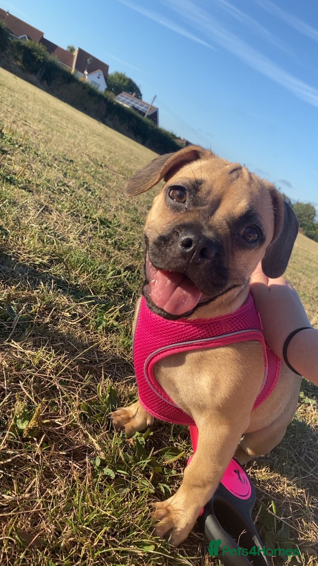 Mixed Breed dogs for sale: Frenchbulldog crossed pug and American bulldog  - Image 2