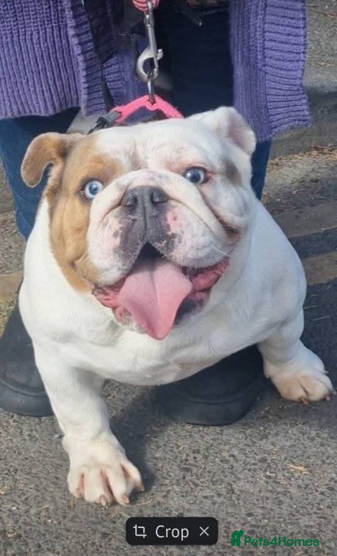 English Bulldog dogs for sale: Chocolate pied cryptic merel  - Advert 2