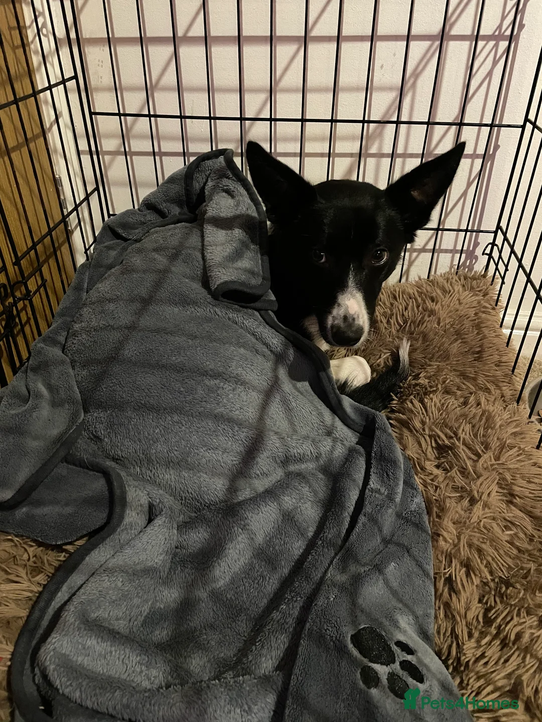 Border Collie dogs for sale: Female border collie  - Advert 3