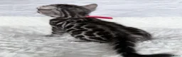 Bengal cats for sale: Exceptional Silver Bengal Kittens in Basingstoke - Advert 5