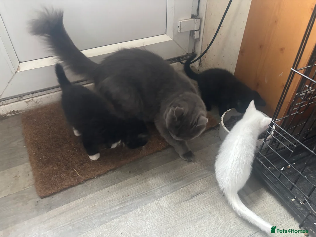 Mixed Breed cats for sale: Ragdoll xbritish blue x siamese x - Advert 2