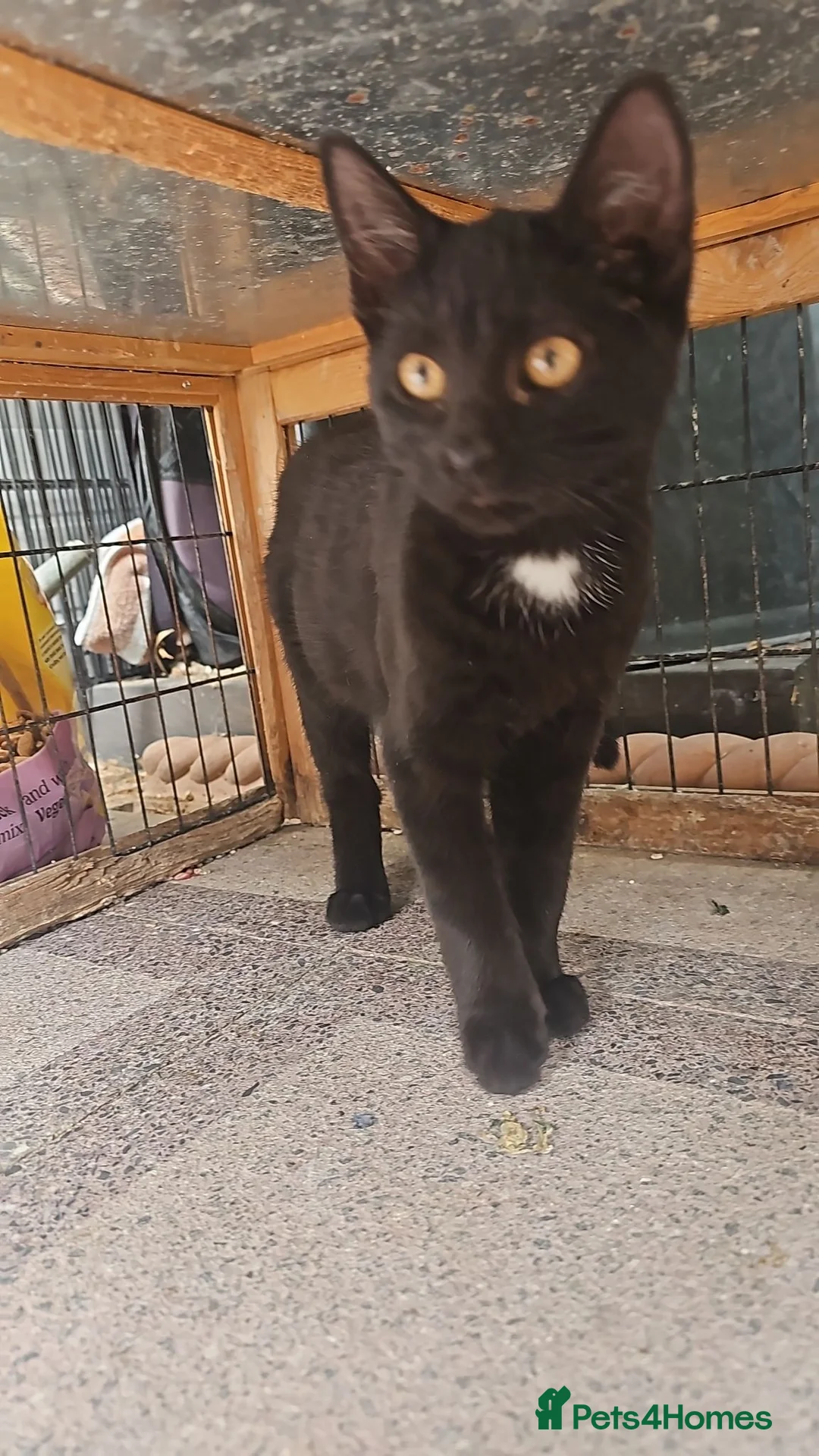 Persian cats for sale: Half perian lovley kittens  - Advert 1