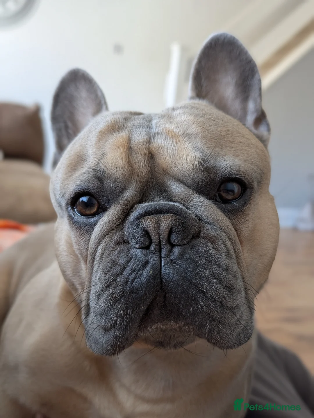 French Bulldog dogs for stud: French Bulldog for stud - Advert 1