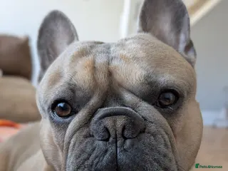 French Bulldog dogs French Bulldog for stud - Advert 1