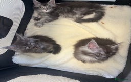 Maine Coon cats for sale: Beautiful Maine coon kittens TICA registered  - Image 1