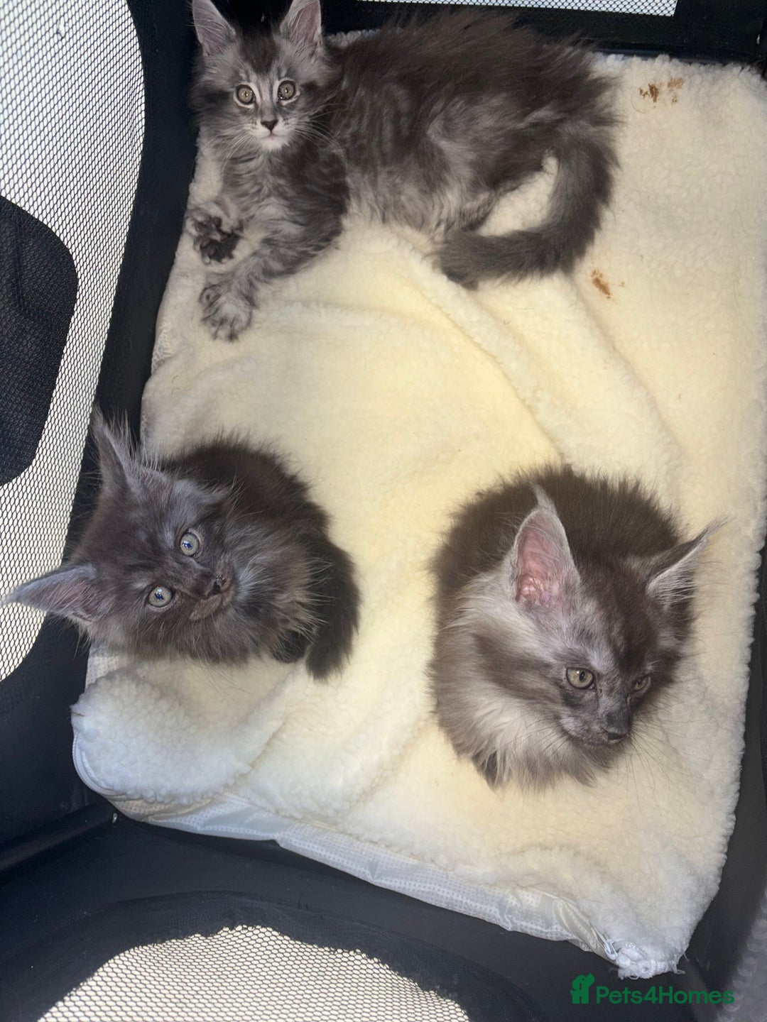 Maine Coon cats for sale: Beautiful Maine coon kittens TICA registered  - Image 1