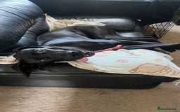 Great Dane dogs for sale: Female KC registered Great Dane - Image 12