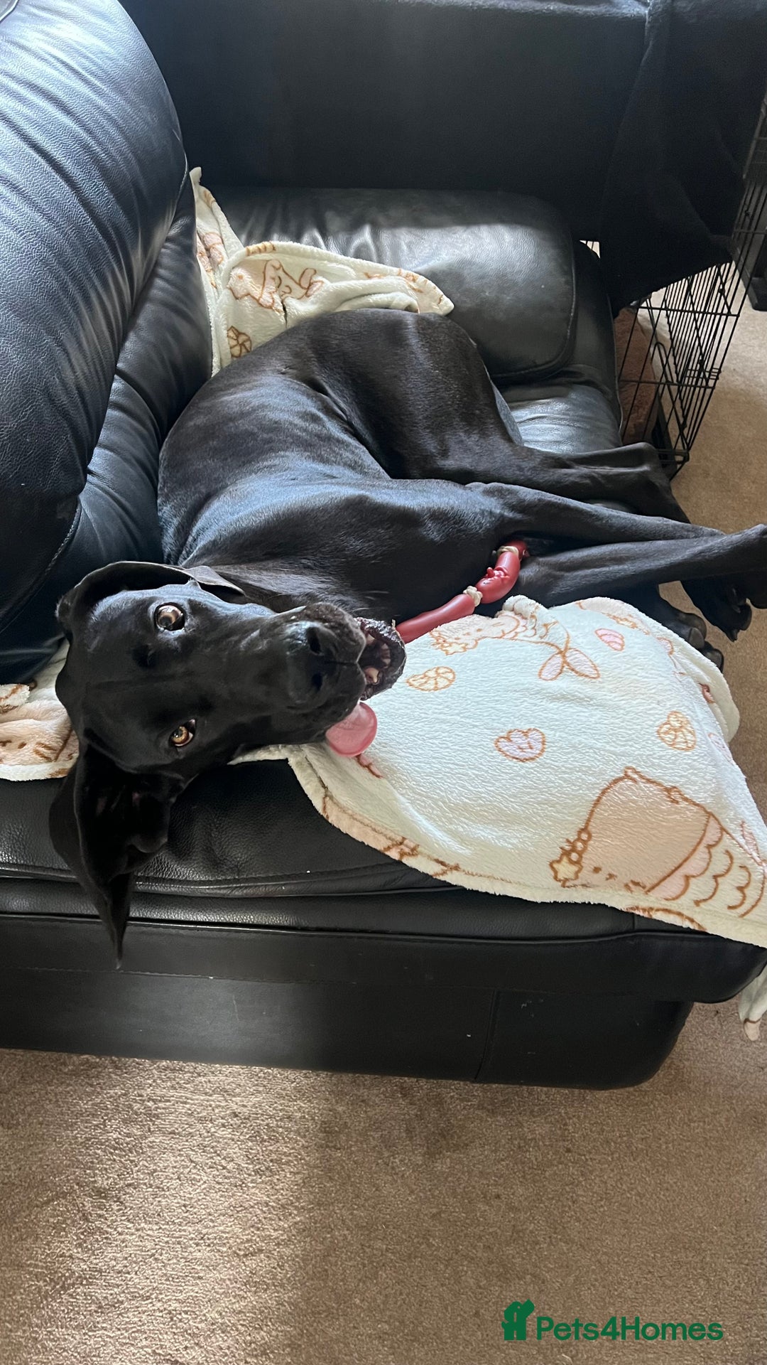 Great Dane dogs for sale: Female KC registered Great Dane - Image 12